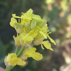 Hirschfeldia incana at Hume, ACT - 4 Nov 2016