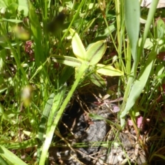 Hypoxis hygrometrica var. villosisepala at Symonston, ACT - 4 Nov 2016 11:49 AM