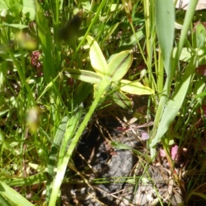 Hypoxis hygrometrica var. villosisepala at Symonston, ACT - 4 Nov 2016