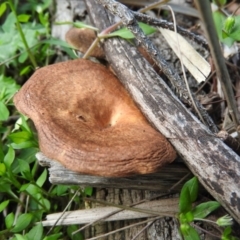 Lentinus arcularius (Fringed Polypore) at Burrinjuck, NSW - 28 Sep 2016 by ArcherCallaway