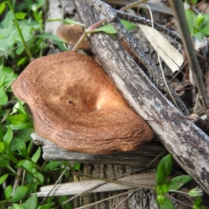 Lentinus arcularius at Burrinjuck, NSW - 28 Sep 2016