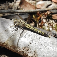 Orthetrum caledonicum (Blue Skimmer) at Paddys River, ACT - 4 Nov 2016 by JohnBundock