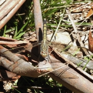 Orthetrum caledonicum at Paddys River, ACT - 4 Nov 2016