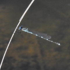 Austrolestes leda (Wandering Ringtail) at Paddys River, ACT - 4 Nov 2016 by JohnBundock