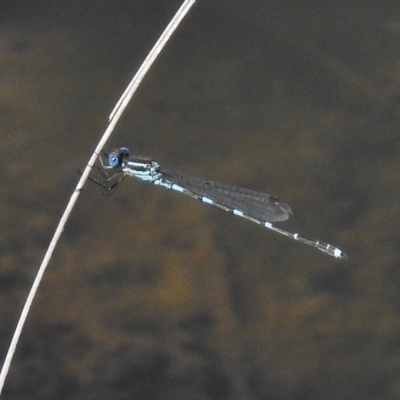 Austrolestes leda (Wandering Ringtail) at Paddys River, ACT - 4 Nov 2016 by JohnBundock