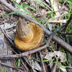 zz bolete at Burrinjuck, NSW - 28 Sep 2016 01:48 PM