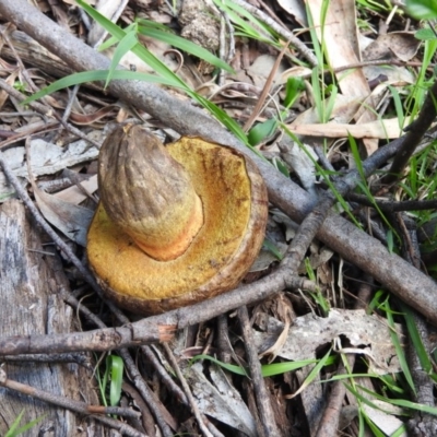 zz bolete at Burrinjuck, NSW - 28 Sep 2016 by RyuCallaway