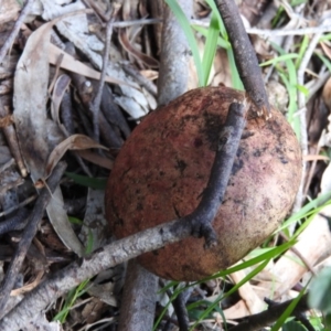 zz bolete at Burrinjuck, NSW - 28 Sep 2016 01:48 PM