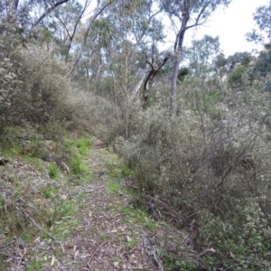 Spyridium parvifolium at Burrinjuck, NSW - 28 Sep 2016