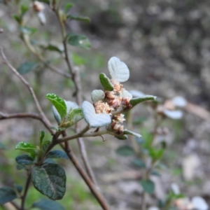 Spyridium parvifolium at Burrinjuck, NSW - 28 Sep 2016 01:56 PM