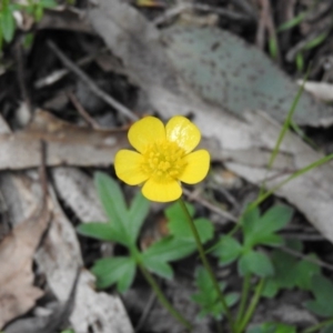 Ranunculus lappaceus at Burrinjuck, NSW - 28 Sep 2016 01:59 PM