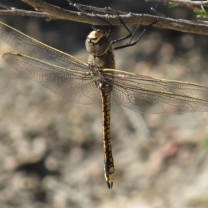 Anax papuensis at Tharwa, ACT - 8 Mar 2015 12:00 AM