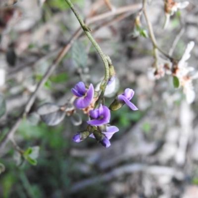 Glycine clandestina (Twining Glycine) at Burrinjuck Nature Reserve - 28 Sep 2016 by ArcherCallaway