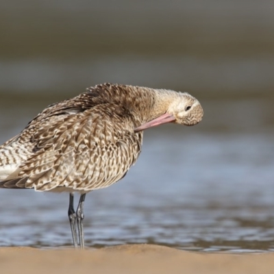 Limosa lapponica (Bar-tailed Godwit) at Mogareeka, NSW - 2 Nov 2016 by Leo