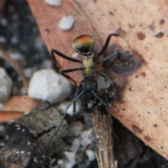 Polyrhachis ammon (Golden-spined Ant, Golden Ant) at Tathra, NSW - 29 Dec 2013 by KerryVance