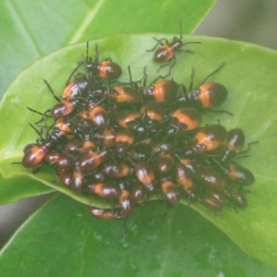 Oncopeltus (Oncopeltus) sordidus (Milk vine bug) at Tathra, NSW - 30 Dec 2008 by KerryVance