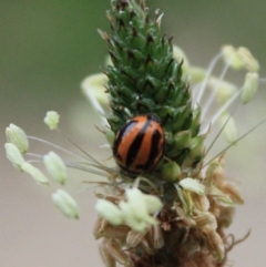 Micraspis frenata (Striped Ladybird) at Tathra, NSW - 28 Feb 2009 by KerryVance