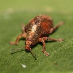 Gonipterus sp. (genus) (Eucalyptus Weevil) at Tathra, NSW - 4 Aug 2012 by KerryVance