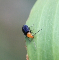 Chrysomelidae sp. (family) (Unidentified Leaf Beetle) at Tathra, NSW - 15 Apr 2013 by KerryVance