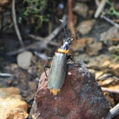 Chauliognathus lugubris (Plague Soldier Beetle) at Tathra, NSW - 22 Apr 2013 by KerryVance