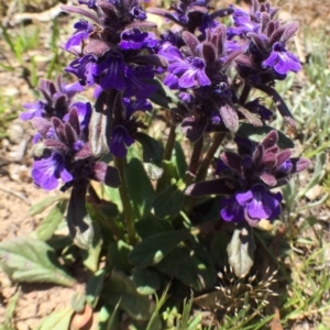 Ajuga australis at Bungendore, NSW - 5 Nov 2016