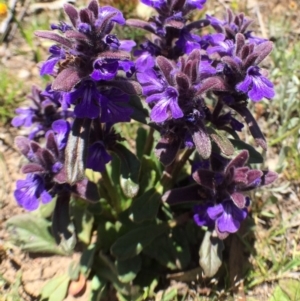 Ajuga australis at Bungendore, NSW - 5 Nov 2016