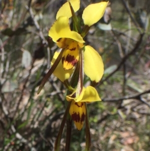 Diuris sulphurea at Bungendore, NSW - 5 Nov 2016