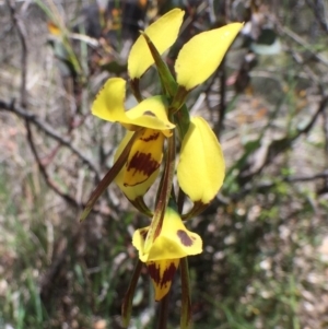 Diuris sulphurea at Bungendore, NSW - 5 Nov 2016