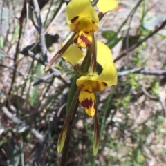 Diuris sulphurea at Bungendore, NSW - 5 Nov 2016