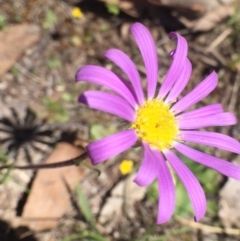Calotis scabiosifolia var. integrifolia (Rough Burr-daisy) at Bungendore, NSW - 5 Nov 2016 by yellowboxwoodland