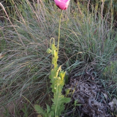 Papaver somniferum (Opium Poppy) at Pine Island to Point Hut - 28 Oct 2016 by michaelb