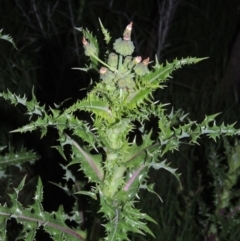 Sonchus asper (Prickly Sowthistle) at Point Hut to Tharwa - 28 Oct 2016 by MichaelBedingfield