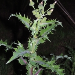 Sonchus asper at Paddys River, ACT - 28 Oct 2016