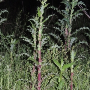 Sonchus asper at Paddys River, ACT - 28 Oct 2016