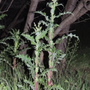 Sonchus asper at Paddys River, ACT - 28 Oct 2016