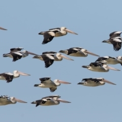 Pelecanus conspicillatus (Australian Pelican) at Wallagoot, NSW - 31 Oct 2016 by Leo