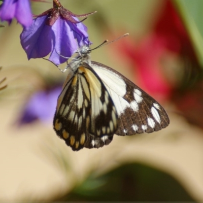 Belenois java (Caper White) at ANBG - 4 Nov 2016 by roymcd