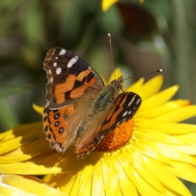 Vanessa kershawi (Australian Painted Lady) at Acton, ACT - 4 Nov 2016 by roymcd