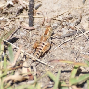 Brachyexarna lobipennis at Red Hill, ACT - 30 Dec 2015 02:27 PM