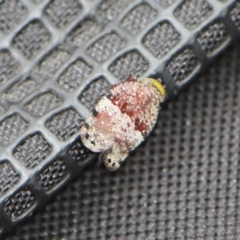 Platybrachys sp. (genus) (A gum hopper) at Tathra, NSW - 20 Jan 2012 by KerryVance