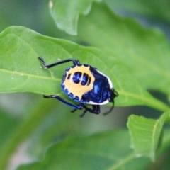 Commius elegans (Cherry Ballart Shield Bug) at Tathra Public School - 29 Dec 2008 by KerryVance