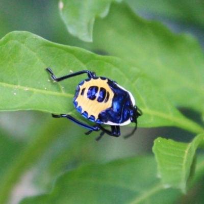 Scutiphora pedicellata (Metallic Jewel Bug) at Tathra Public School - 28 Dec 2008 by KerryVance