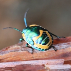 Scutiphora pedicellata (Metallic Jewel Bug) at Tathra, NSW - 21 Jan 2012 by KerryVance