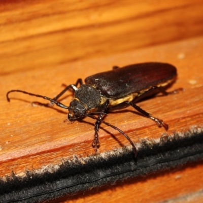 Paroplites australis at Tathra Public School - 8 Jan 2010 by KerryVance