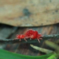 Trombidiidae (family) (Red velvet mite) at Tathra, NSW - 4 May 2012 by KerryVance