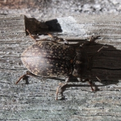 Lepispilus sp. (genus) (Yellow-spotted darkling beetle) at Tathra, NSW - 29 Dec 2008 by KerryVance