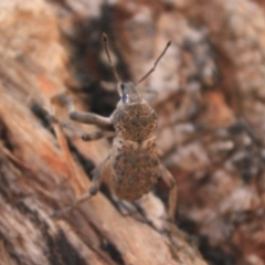 Psapharus sp. (Weevil) at Tathra, NSW - 30 Dec 2008 by KerryVance