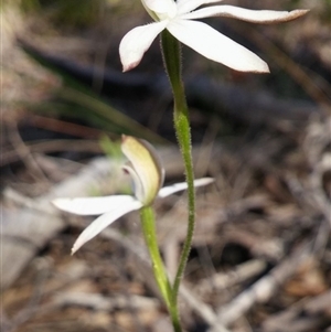 Caladenia moschata at Point 5830 - suppressed