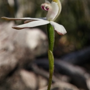 Caladenia moschata at Point 5830 - suppressed