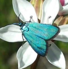 Pollanisus viridipulverulenta at Kambah, ACT - 5 Nov 2016